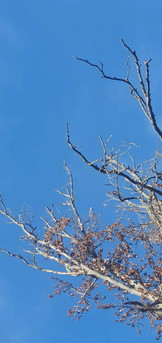 Kahle Äste vor blauem Himmel