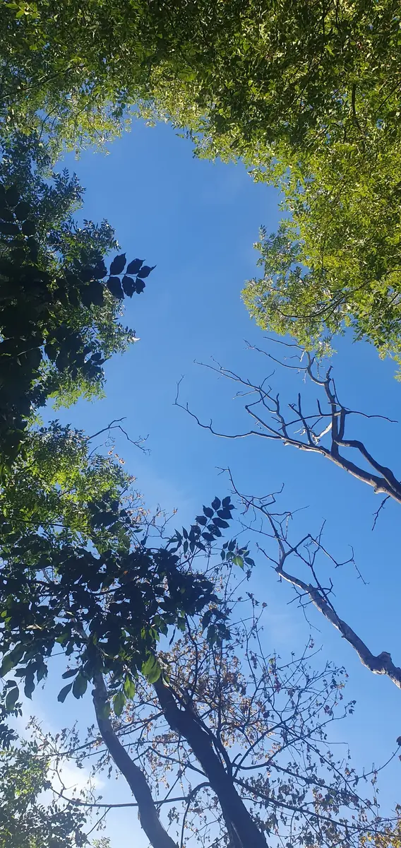 Blick in eine Baumkrone vor blauem Himmel